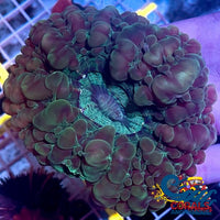 Green Cynarina (2.5-4) Cynarina