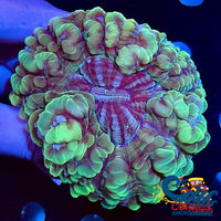 Green Cynarina (2.5-4) Cynarina