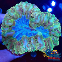 Green Cynarina (2.5-4) Cynarina