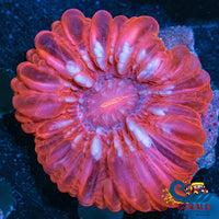 Red Cynarina (3-5) Cynarina