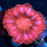 Red Cynarina (3-5) Cynarina