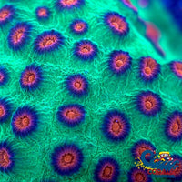 Raging Hulk Cyphastrea (1 Frag) Cyphastrea