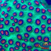 Raging Hulk Cyphastrea (1 Frag) Cyphastrea