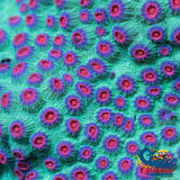 Raging Hulk Cyphastrea (1 Frag) Cyphastrea