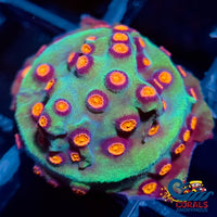 Raging Hulk Cyphastrea (0.5-1 Frag) Cyphastrea