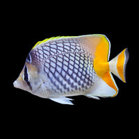 Pearlscale Butterfly Fish (2-3") - Corals Anonymous