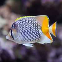Pearlscale Butterfly Fish (2-3") - Corals Anonymous