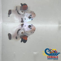 Platinum Super Storm Clownfish (Aquacultured)(I13)