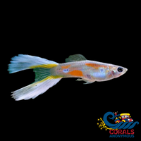 Saltwater Lyretail Guppy