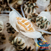 Xenia Swimming Crab