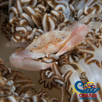 Xenia Swimming Crab