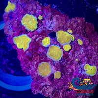 Gold Sea Dancer Discosoma Mushroom Discosoma