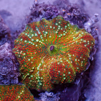 Golden Sunset Vector Discosoma Mushroom 4