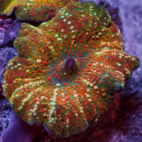 Golden Sunset Vector Discosoma Mushroom 5