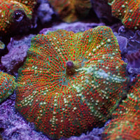 Golden Sunset Vector Discosoma Mushroom 3