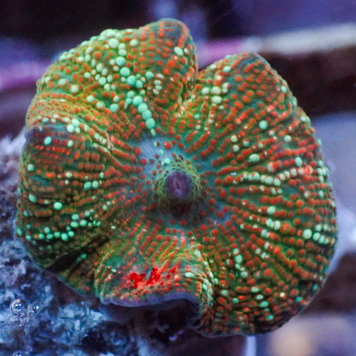 Golden Sunset Vector Discosoma Mushroom | Corals Anonymous