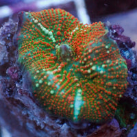 Golden Sunset Vector Discosoma Mushroom 1