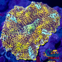 Golden Watermelon Discosoma Mushroom Discosoma