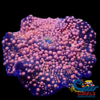 Pink Interstellar Discosoma Mushroom Discosoma