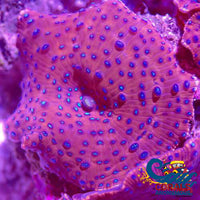 Blue-Spotted Red Discosoma Mushroom Discosoma