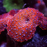 Superman Discosoma Mushroom - Corals Anonymous