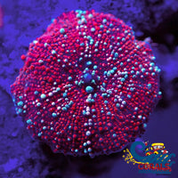 Ultra Crimson Vector Discosoma Mushroom Discosoma