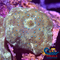 Watermelon Spotted Discosoma Mushroom Discosoma