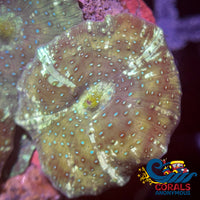 Watermelon Spotted Discosoma Mushroom Discosoma