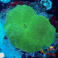 Green Elephant Ear Mushroom Discosoma