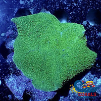 Green Elephant Ear Mushroom Discosoma