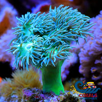 Ultra Toxic Duncan Lps (3-4 Polyps) Duncan