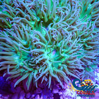 Ultra Toxic Duncan Lps (3-4 Polyps) Duncan