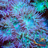 Ultra Toxic Duncan Lps (3-4 Polyps) Duncan