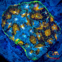 Cosmic Cloud Acan Echinata (1 Frag) Echinata