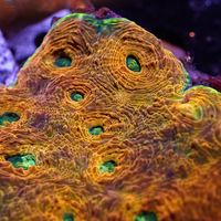 Orange Tide Acan Echinata (0.5-1" Frag)