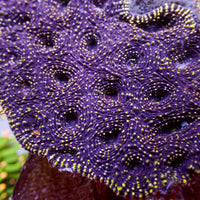 Yellow Speckled Purple Echinata (2-3 polyps) - Corals Anonymous