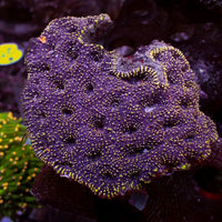 Yellow Speckled Purple Echinata (2-3 polyps) - Corals Anonymous
