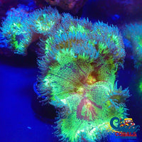 Ultra Orange Mouth Neon Elegance (2-3) Elegance