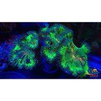 Ultra Orange Mouth Neon Elegance (2-3) Elegance