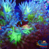 Ultra Orange Mouth Neon Elegance (2-3) Elegance