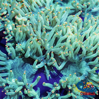 Ultra Orange Tip Elegance Elegance