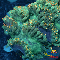 Ultra Orange Tip Elegance Elegance