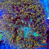 Ultra Orange Tip Elegance Elegance