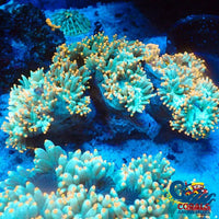 Ultra Orange Tip Elegance Elegance