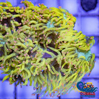 Ultra Pink Tip Highlighter Elegance Elegance