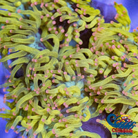 Ultra Pink Tip Highlighter Elegance Elegance