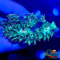 Ultra Pink & Yellow Tip Elegance Elegance