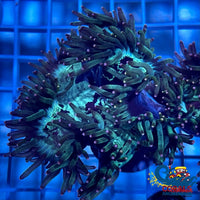 Ultra Pink & Yellow Tip Elegance Elegance