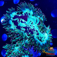 Ultra Pink & Yellow Tip Elegance Elegance