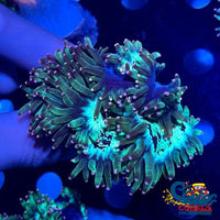 Ultra Pink & Yellow Tip Elegance Elegance